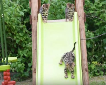 Watch These Bengal Kittens Having A Blast On The Sliding Board