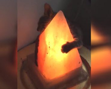 Love Story: This Cat Has Found The Lamp Of His Dreams