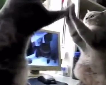 She Manages To Catch Her Cats Nightly Ritual And It’s Unbelievable