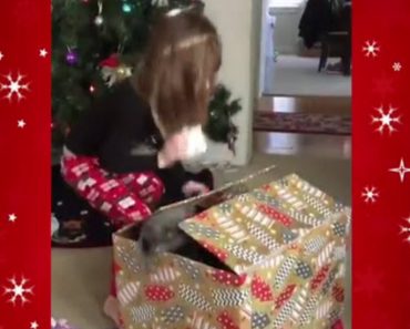 A Kitten Manages To Spoil A Christmas Morning Surprise