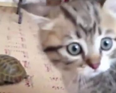 A Kitten Has A Hilarious First Meeting With A Tortoise