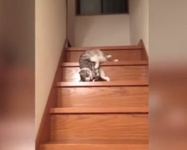 Lazy Cat Doesn’t Even Want To Stand Up To Come Down The Stairs