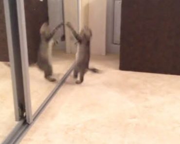 A Cat Sees His Own Reflection And An Epic Ninja Battle Begins