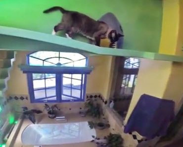 Man Rescues 22 Cats And Transforms His House Into A Feline Paradise
