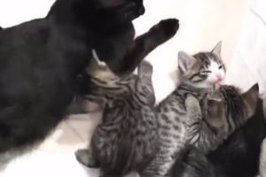 Mum Kitty Is Having A Conversation With Her Kittens And It Is The Sweetest Sound