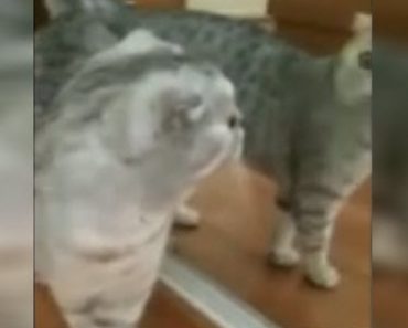 Cat Sees His Reflection For The First Time But Just Wait Till You See The Look On His Face