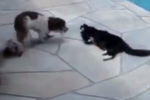 This Cat Would Enjoy Laying By The Pool If It Weren’t For Those Two Dogs