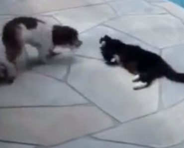 This Cat Would Enjoy Laying By The Pool If It Weren’t For Those Two Dogs