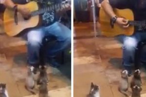 These Adorable Kittens Showed Up Just As The Street Musician Was Calling It Quits