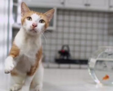 This Litter Box Ad Is Going To Leave You In Stitches